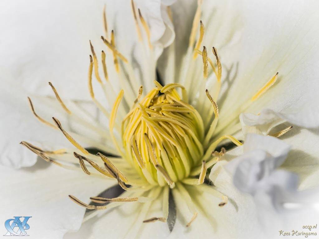 Clematisbloem in close-up