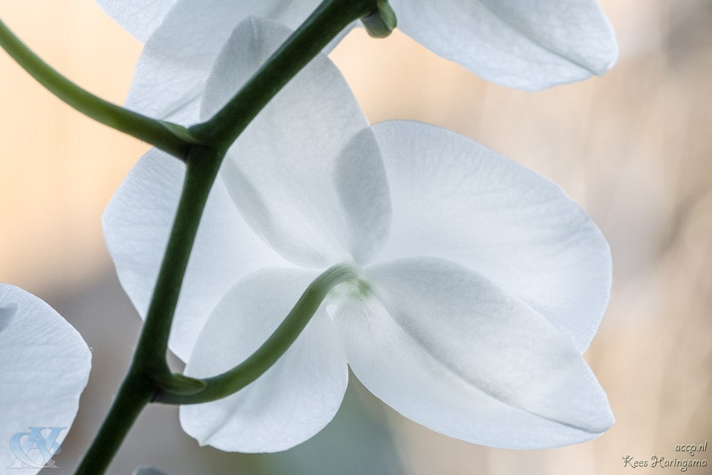 Achterkant van een orchidee