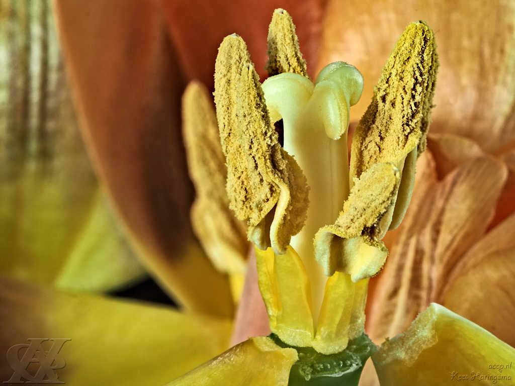 Tulp In Oranje
