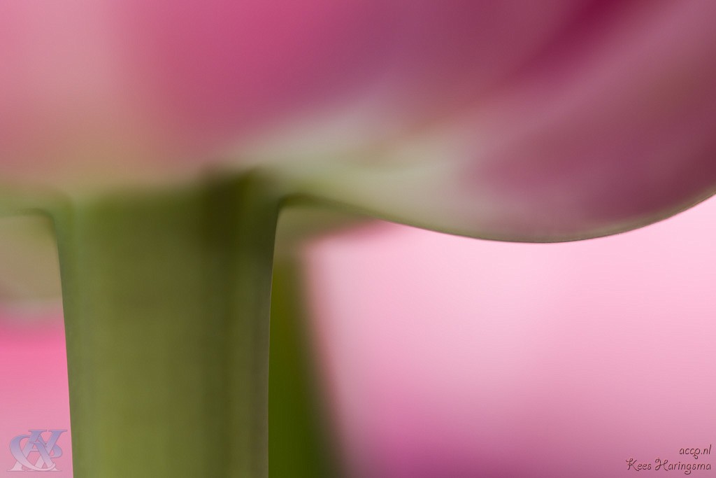 Tulp vanuit kikkerperspectief