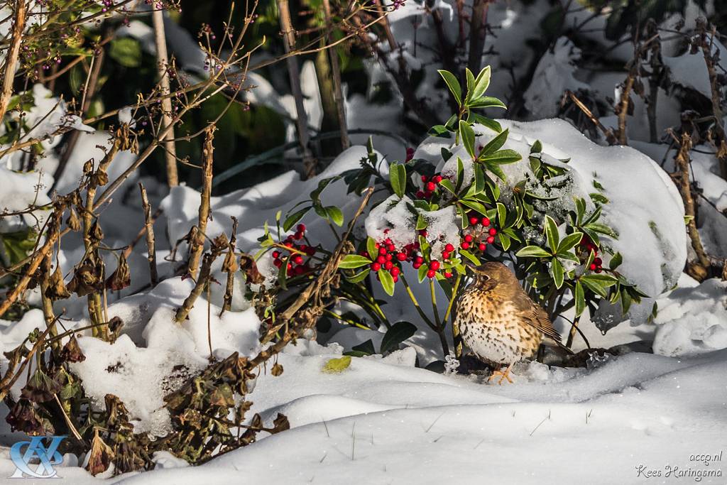 Lijster-In-Een-Winters-Decor