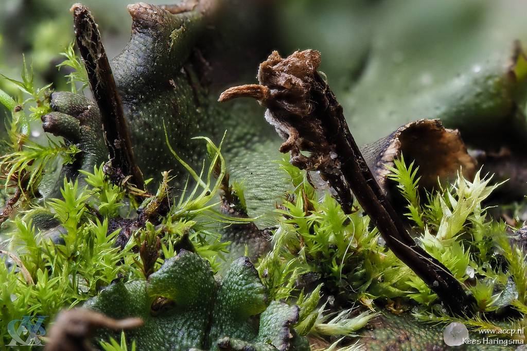 Tuin of landschap in miniatuuruitvoering