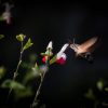 thumb-kolibrievlinder.jpg