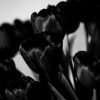 thumb-zwarte-tulpen